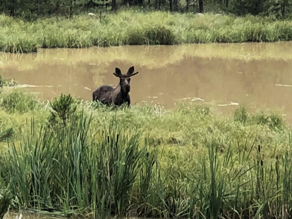 Moose in Montana